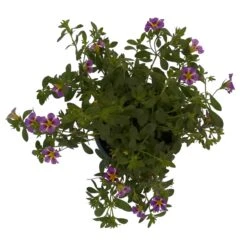 Zauberglöckchen 'Rave® Blue' Lila-gelb, Topf-Ø 13 Cm, 6er-Set -Gartengeschäft 0613160049 KB Calibrachoa T13 Rave Blue 6er Set 8 93310