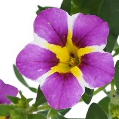 Zauberglöckchen 'Rave® Blue' Lila-gelb, Topf-Ø 13 Cm, 6er-Set -Gartengeschäft 0613160049 KB Calibrachoa T13 Rave Blue 6er Set 9 93307