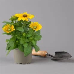 Pflanzenset 'Spätsommer-Gold' Gelb-orange, Topf-Ø 12 Cm, 4er-Set -Gartengeschäft 0615400008 KB Spaetsommer Gold T12 4erSet orange gelb 11 126541