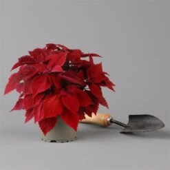 Pflanzenset 'Spätsommer-Gold' Gelb-orange, Topf-Ø 12 Cm, 4er-Set -Gartengeschäft 0615400008 KB Spaetsommer Gold T12 4erSet orange gelb 12 126540