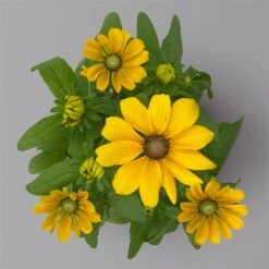 Pflanzenset 'Spätsommer-Gold' Gelb-orange, Topf-Ø 12 Cm, 4er-Set -Gartengeschäft 0615400008 KB Spaetsommer Gold T12 4erSet orange gelb 14 126542