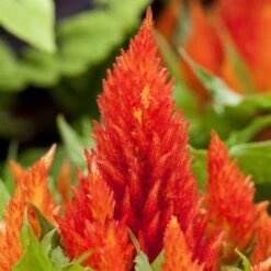 Pflanzenset 'Spätsommer-Gold' Gelb-orange, Topf-Ø 12 Cm, 4er-Set -Gartengeschäft 0615400008 KB Spaetsommer Gold T12 4erSet orange gelb 6 126539