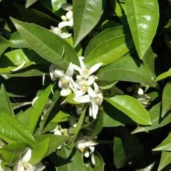 Orangenbaum, Stamm, Topf-Ø Ca. 33 Cm, Höhe Ca. 150 Cm 14 Orangenbaum, Stamm, Topf-Ø Ca. 33 Cm, Höhe Ca. 150 Cm -Gartengeschäft 0630100030 KB Citrus sinensis Stamm T33 1 88065