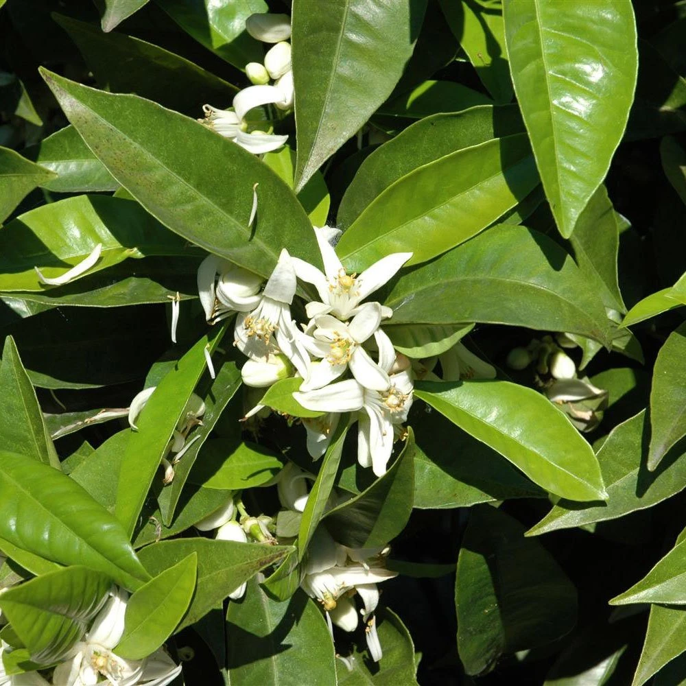 Orangenbaum, Stamm, Topf-Ø Ca. 33 Cm, Höhe Ca. 150 Cm 5 Orangenbaum, Stamm, Topf-Ø Ca. 33 Cm, Höhe Ca. 150 Cm – Bild 5