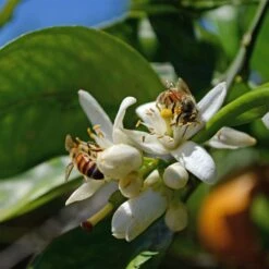 Orangenbaum, Stamm, Topf-Ø Ca. 33 Cm, Höhe Ca. 150 Cm 13 Orangenbaum, Stamm, Topf-Ø Ca. 33 Cm, Höhe Ca. 150 Cm -Gartengeschäft 0630100030 KB Citrus sinensis Stamm T33 4 87842