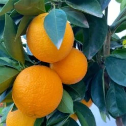 Orangenbaum, Stamm, Topf-Ø Ca. 33 Cm, Höhe Ca. 150 Cm 15 Orangenbaum, Stamm, Topf-Ø Ca. 33 Cm, Höhe Ca. 150 Cm -Gartengeschäft 0630100030 KB Citrus sinensis Stamm T33 6 104198