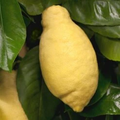 Zitronenbaum, Stamm, Topf-Ø 22 Cm, Höhe Ca. 70 Cm -Gartengeschäft 0630100481 Citrus limon Frucht am Zweig GS426522 Citrus limon 77067