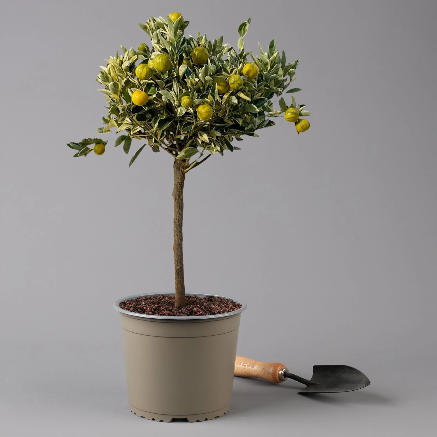 Calamondin 'Variegata', Stamm, Topf-Ø 20 Cm, Höhe 70 Cm 1 Calamondin 'Variegata', Stamm, Topf-Ø 20 Cm, Höhe 70 Cm