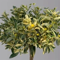 Calamondin 'Variegata', Stamm, Topf-Ø 20 Cm, Höhe 70 Cm 14 Calamondin 'Variegata', Stamm, Topf-Ø 20 Cm, Höhe 70 Cm -Gartengeschäft 0630100811 KBCitrus madurensis Variegata T20 3162 Buntlaubige Calamondin H60 4 125597