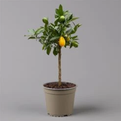 Limequat, Topf Ca. 20 Cm Ø, Höhe Ca. 60 Cm, -Gartengeschäft 0630300001 Citrus x floridana Stamm T20 3162 Limequat H60 farb Topf 2 125604