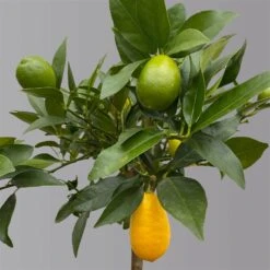 Limequat, Topf Ca. 20 Cm Ø, Höhe Ca. 60 Cm, -Gartengeschäft 0630300001 Citrus x floridana Stamm T20 3162 Limequat H60 farb Topf 3 125603