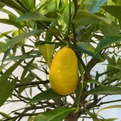 Limequat, Topf Ca. 20 Cm Ø, Höhe Ca. 60 Cm, -Gartengeschäft 0630300001 Citrus x floridana Stamm T20 5 104268