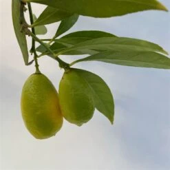 Limequat, Topf Ca. 20 Cm Ø, Höhe Ca. 60 Cm, -Gartengeschäft 0630300001 Citrus x floridana Stamm T20 8 104269