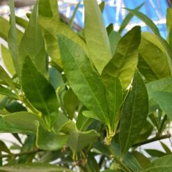 Limequat, Topf Ca. 20 Cm Ø, Höhe Ca. 60 Cm, -Gartengeschäft 0630300001 Citrus x floridana Stamm T20 9 104270