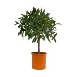 Kumquat, Stämmchen, Topf-Ø 20 Cm, Höhe Ca. 60-70 Cm 10 Kumquat, Stämmchen, Topf-Ø 20 Cm, Höhe Ca. 60-70 Cm -Gartengeschäft 0630400015 Citrus fort margarita Stamm T20 2 104336