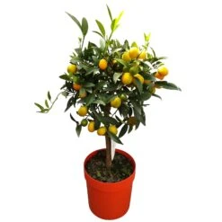 Kumquat, Stämmchen, Topf-Ø 20 Cm, Höhe Ca. 60-70 Cm