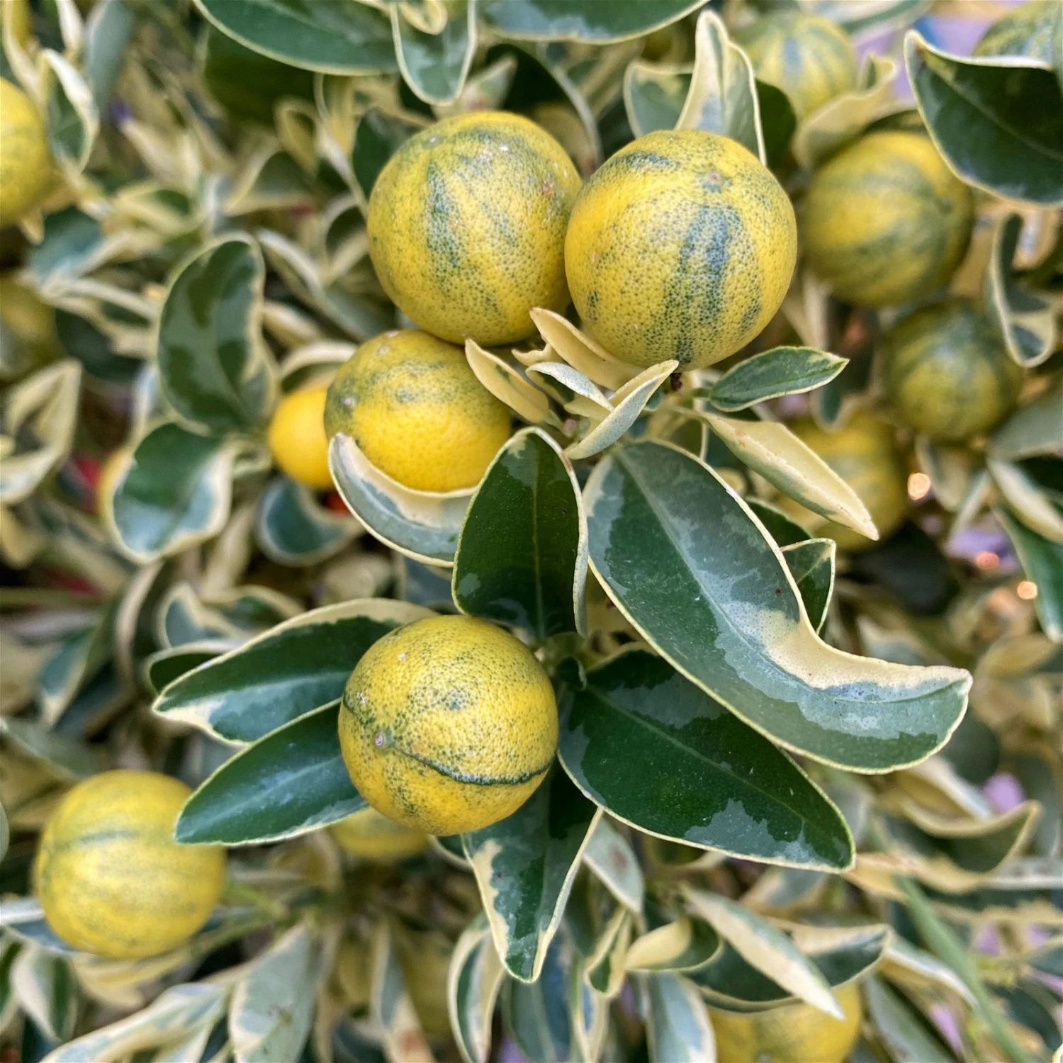 Calamondin 'Variegata', Stamm, Topf-Ø 20 Cm, Höhe 70 Cm 2 Calamondin 'Variegata', Stamm, Topf-Ø 20 Cm, Höhe 70 Cm – Bild 2
