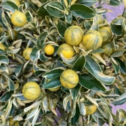Calamondin 'Variegata', Stamm, Topf-Ø 20 Cm, Höhe 70 Cm 19 Calamondin 'Variegata', Stamm, Topf-Ø 20 Cm, Höhe 70 Cm -Gartengeschäft 0630400078 Citrus madurensis Variegata Buntlaubige Calamondin 2 104835