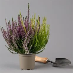 Knospenheide 'Trio' Bunt, Mix Nach Verfügbarkeit, Topf-Ø 10,5/11 Cm, 6er-Set -Gartengeschäft 0650200211 0650200212 Calluna Beauty Ladies Trio T11 Wildberry Wonder 6erSet 2 125919