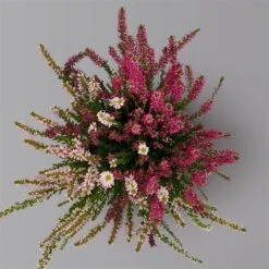 Knospenheide 'Trio' Bunt, Mix Nach Verfügbarkeit, Topf-Ø 10,5/11 Cm, 6er-Set -Gartengeschäft 0650200211 0650200212 Calluna Beauty Ladies Trio T11 Wildberry Wonder 6erSet 3 125920