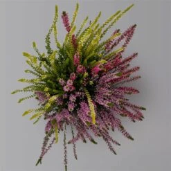 Knospenheide 'Trio' Bunt, Mix Nach Verfügbarkeit, Topf-Ø 10,5/11 Cm, 6er-Set -Gartengeschäft 0650200212 0650200220 Calluna vulgaris Milca Trio T11 rotlilaweiss 6erSet 1 125924