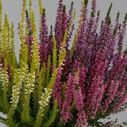 Knospenheide 'Trio' Bunt, Mix Nach Verfügbarkeit, Topf-Ø 10,5/11 Cm, 6er-Set -Gartengeschäft 0650200212 0650200220 Calluna vulgaris Milca Trio T11 rotlilaweiss 6erSet 2 125923