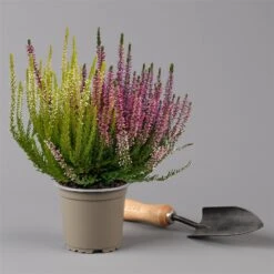 Knospenheide 'Trio' Bunt, Mix Nach Verfügbarkeit, Topf-Ø 10,5/11 Cm, 6er-Set -Gartengeschäft 0650200212 0650200220 Calluna vulgaris Milca Trio T11 rotlilaweiss 6erSet 3 125922