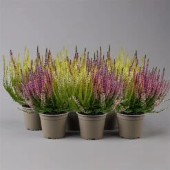 Knospenheide 'Trio' Bunt, Mix Nach Verfügbarkeit, Topf-Ø 10,5/11 Cm, 6er-Set -Gartengeschäft 0650200212 0650200220 Calluna vulgaris Milca Trio T11 rotlilaweiss 6erSet 4 125921