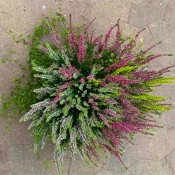 Heidepflanzen Mix, Farbe Variiert, Topf-/Schalen-Ø 23cm