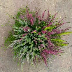 Heidepflanzen Mix, Farbe Variiert, Topf-/Schalen-Ø 23cm -Gartengeschäft 0651200009 Heide Mix Schale T23 3 125800