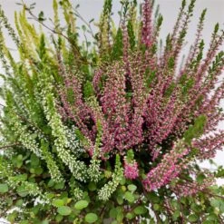 Heidepflanzen Mix, Farbe Variiert, Topf-/Schalen-Ø 23cm -Gartengeschäft 0651200029 Heide Mix anthrazitfarbener Topf Set 2 4 81503