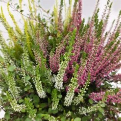 Heidepflanzen Mix, Farbe Variiert, Topf-/Schalen-Ø 23cm -Gartengeschäft 0651200029 Heide Mix anthrazitfarbener Topf Set 2 5 81502