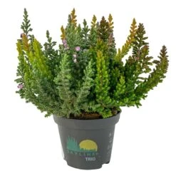 Besenheide SKYLINE® 'Trio', Mischung Zufällig, Topf-Ø 6 Cm, 12er-Set