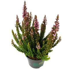 Besenheide SKYLINE®, Mischung Zufällig, Topf-Ø 6 Cm, 12er-Set -Gartengeschäft 0664400083 Calluna Skyline Variante1 T6 4 116572