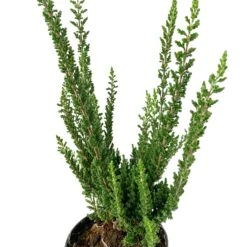 Besenheide SKYLINE®, Mischung Zufällig, Topf-Ø 6 Cm, 12er-Set -Gartengeschäft 0664400083 Calluna Skyline Variante2 T6 1 116576