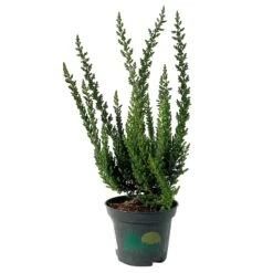 Besenheide SKYLINE®, Mischung Zufällig, Topf-Ø 6 Cm, 12er-Set -Gartengeschäft 0664400083 Calluna Skyline Variante2 T6 2 116574