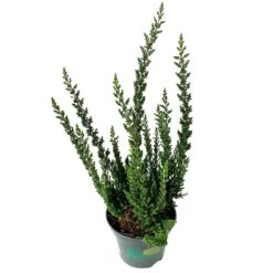 Besenheide SKYLINE®, Mischung Zufällig, Topf-Ø 6 Cm, 12er-Set -Gartengeschäft 0664400083 Calluna Skyline Variante2 T6 4 116575