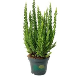 Besenheide SKYLINE®, Mischung Zufällig, Topf-Ø 6 Cm, 12er-Set -Gartengeschäft 0664400083 Calluna Skyline Variante3 T6 2 116577