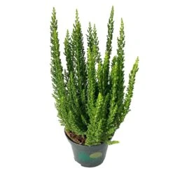 Besenheide SKYLINE®, Mischung Zufällig, Topf-Ø 6 Cm, 12er-Set -Gartengeschäft 0664400083 Calluna Skyline Variante3 T6 4 116578