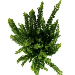 Besenheide SKYLINE®, Mischung Zufällig, Topf-Ø 6 Cm, 12er-Set -Gartengeschäft 0664400083 Calluna Skyline Variante3 T6 5 116579