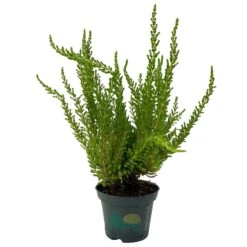 Besenheide SKYLINE®, Mischung Zufällig, Topf-Ø 6 Cm, 12er-Set -Gartengeschäft 0664400083 Calluna Skyline Variante4 T6 3 116581
