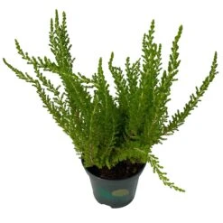 Besenheide SKYLINE®, Mischung Zufällig, Topf-Ø 6 Cm, 12er-Set -Gartengeschäft 0664400083 Calluna Skyline Variante4 T6 5 116582