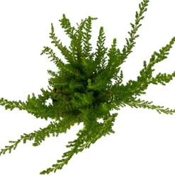 Besenheide SKYLINE®, Mischung Zufällig, Topf-Ø 6 Cm, 12er-Set -Gartengeschäft 0664400083 Calluna Skyline Variante4 T6 6 116583