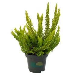 Besenheide SKYLINE®, Mischung Zufällig, Topf-Ø 6 Cm, 12er-Set -Gartengeschäft 0664400083 Calluna Skyline Variante5 T6 2 116585