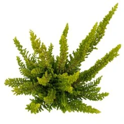 Besenheide SKYLINE®, Mischung Zufällig, Topf-Ø 6 Cm, 12er-Set -Gartengeschäft 0664400083 Calluna Skyline Variante5 T6 5 116587