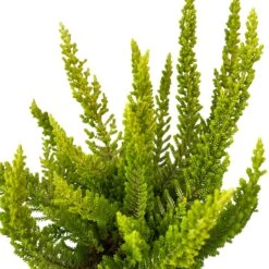 Besenheide SKYLINE®, Mischung Zufällig, Topf-Ø 6 Cm, 12er-Set -Gartengeschäft 0664400083 Calluna Skyline Variante5 T6 6 116588