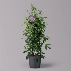 Pandorea, Weiß Bis Rosa Zufällig, Pyramide, Topf-Ø 19 Cm, Höhe Ca. 70 Cm