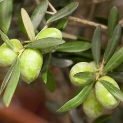 Olivenbaum, Stämmchen, Topf-Ø 19 Cm, Höhe Ca. 90 Cm -Gartengeschäft 0680200048 0680200051 0680200054 0680200057 0680200061 0680200075 Koelle Olea europaea Busch1 76776