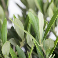 Olivenbaum, Stämmchen, Topf-Ø 60 Cm, Höhe Ca. 140 Cm -Gartengeschäft 0680200048 0680200051 0680200054 0680200057 0680200061 0680200075 Koelle Olea europaea Busch 76777 1