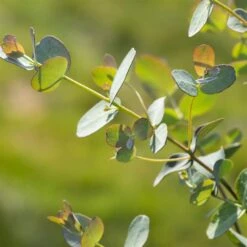 Eukalyptus 'Baby Blue', Busch, Topf-Ø 14 Cm, Höhe Ca. 25 Cm, 2er-Set -Gartengeschäft 0680400001 0680400007 0680400010 0680400016 0680400019 0680400021 Eucalyptus gunii Busch2 77877